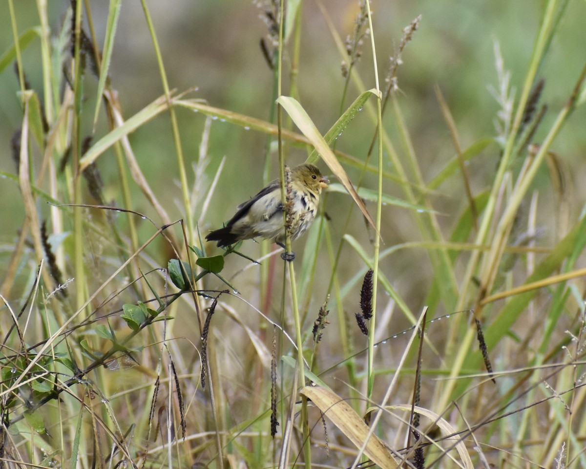 Sporophila sp. - ML620527425