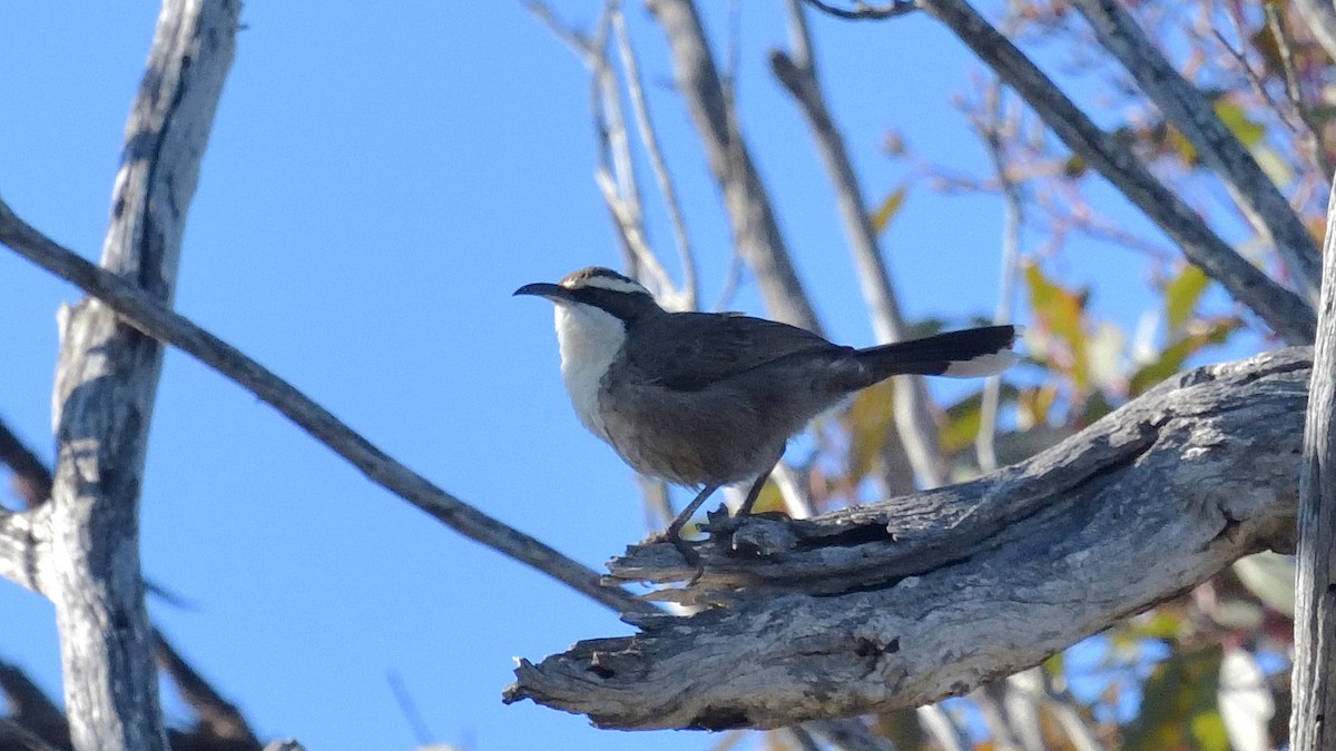 White-browed Babbler - ML620527428