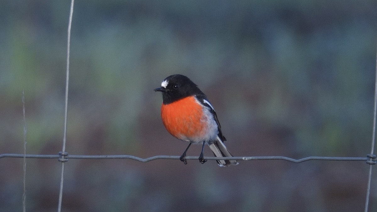 Scarlet Robin - ML620527434