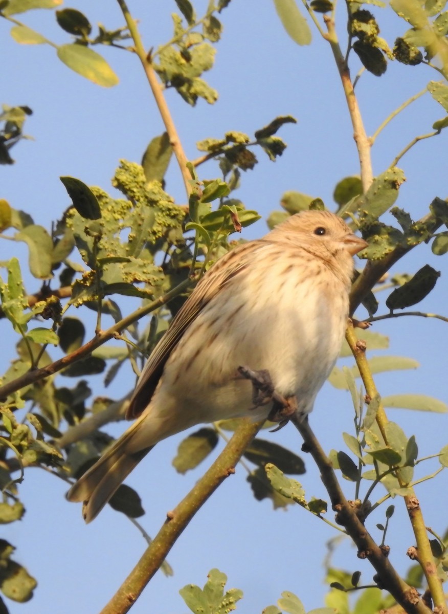 Saffron Finch - ML620527445