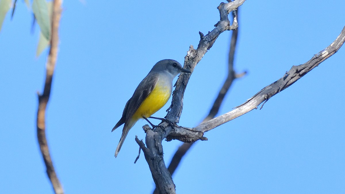 Western Yellow Robin - ML620527447