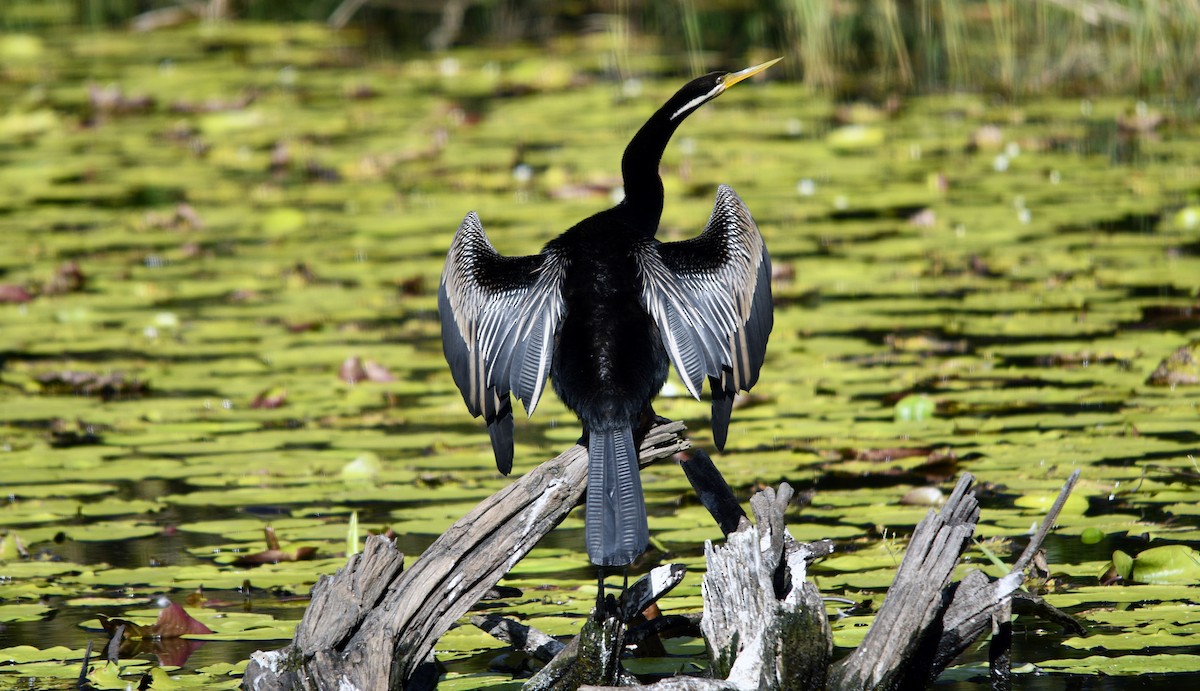 Anhinga Australiana - ML620527448