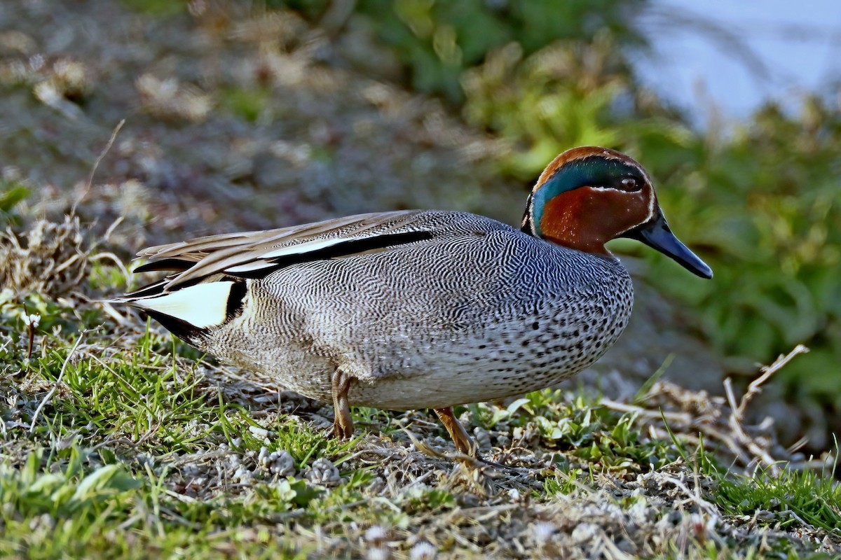 Green-winged Teal (Eurasian) - ML620527451