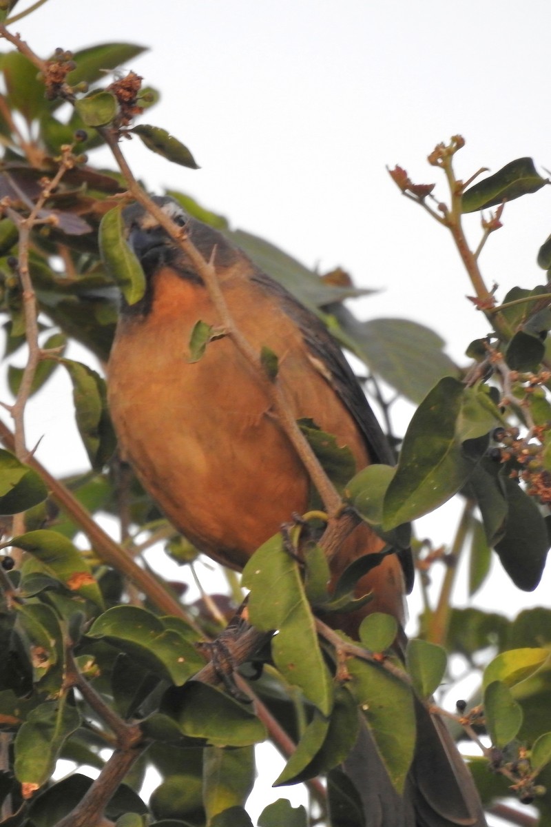 Pepitero Grisáceo del Amazonas - ML620527452