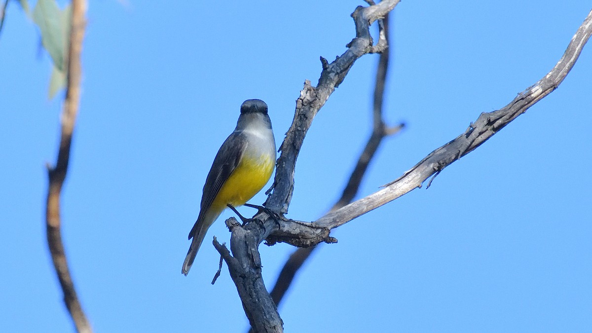 Western Yellow Robin - ML620527453