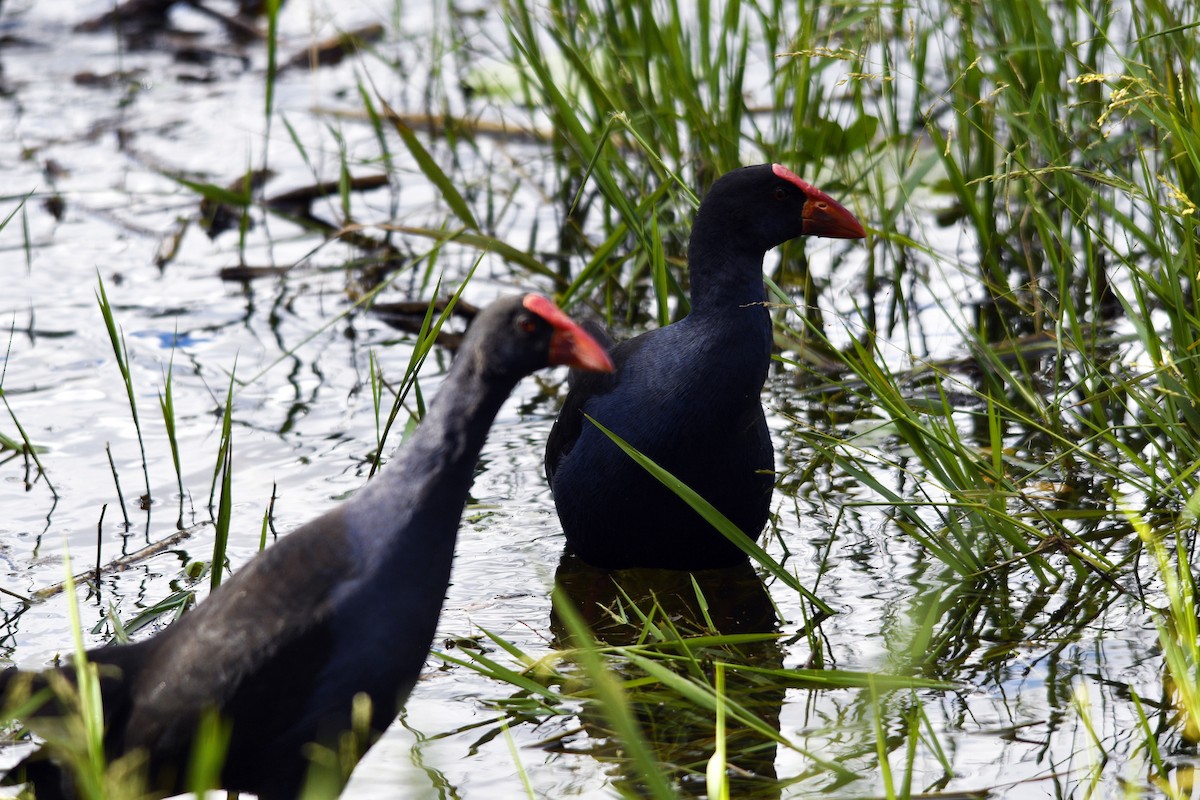 Australasian Swamphen - ML620527454