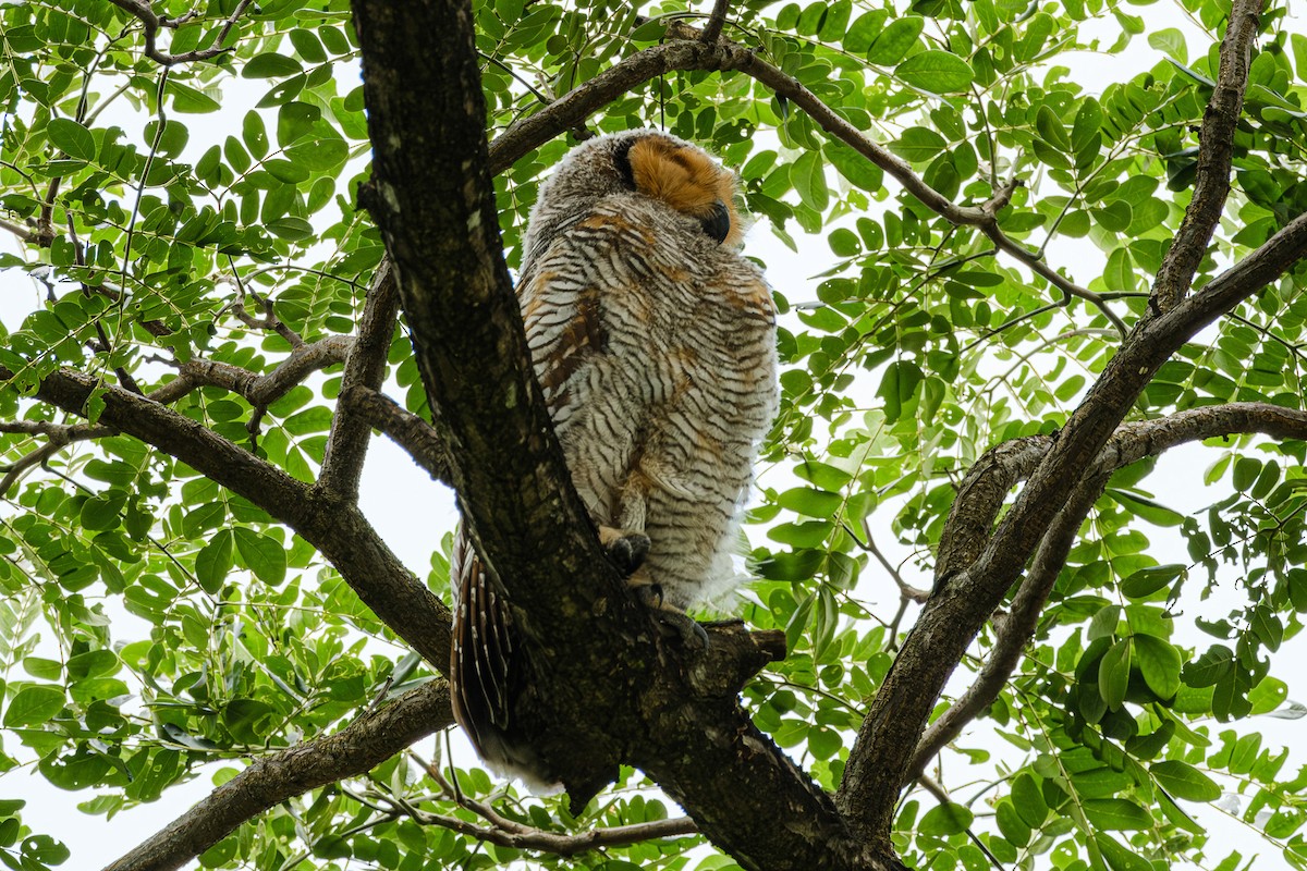 Spotted Wood-Owl - ML620527455