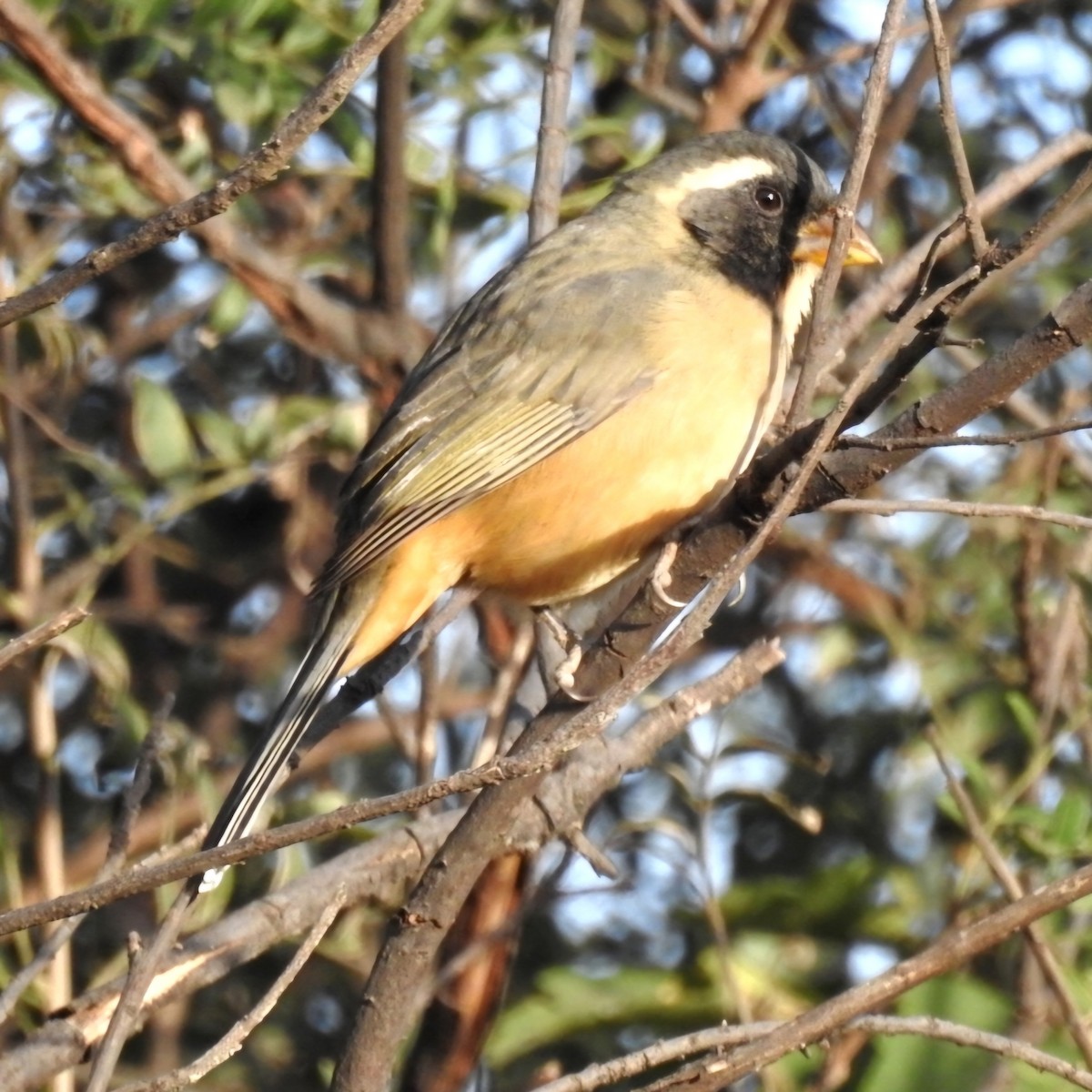 Saltator à bec orange - ML620527456