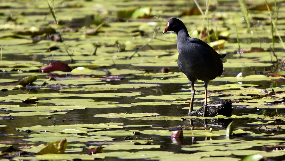 Dusky Moorhen - ML620527458