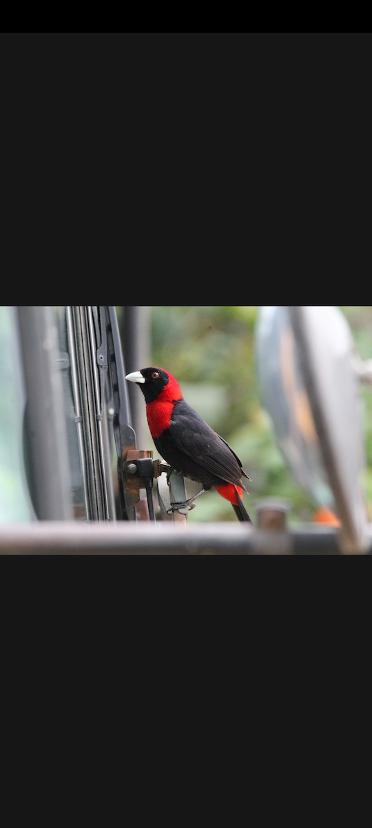 Crimson-collared Tanager - ML620527459