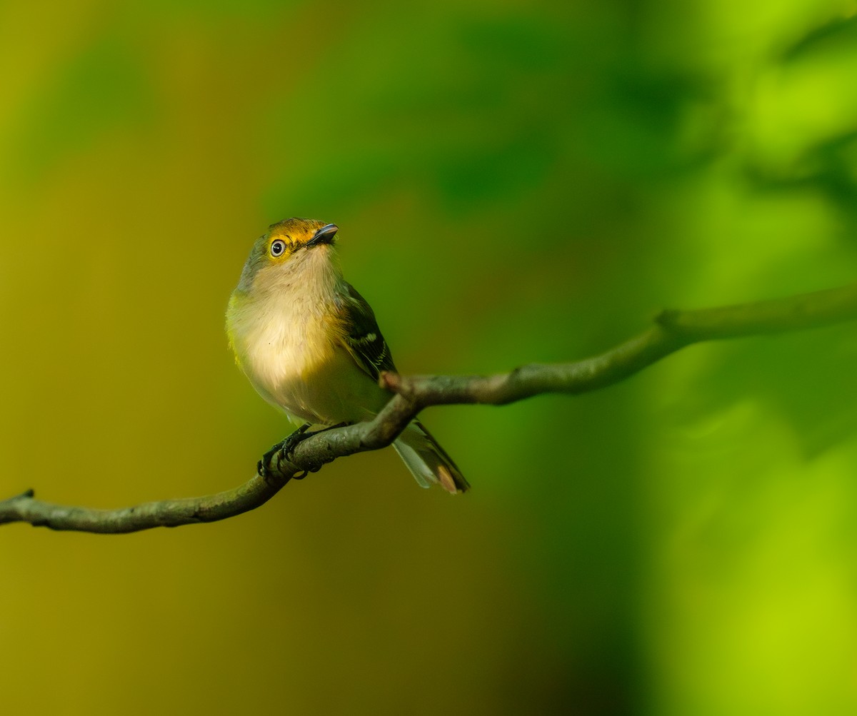 Ak Gözlü Vireo - ML620527460