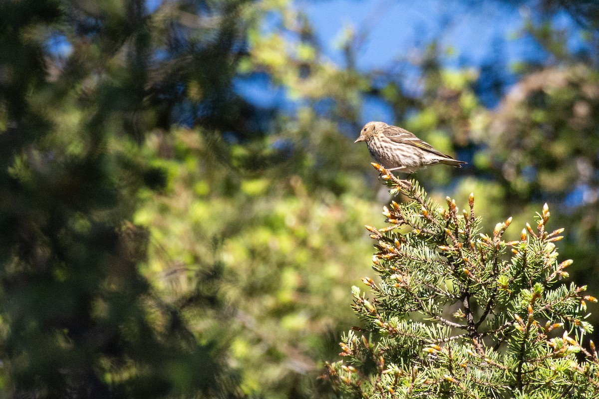 Pine Siskin - ML620527462