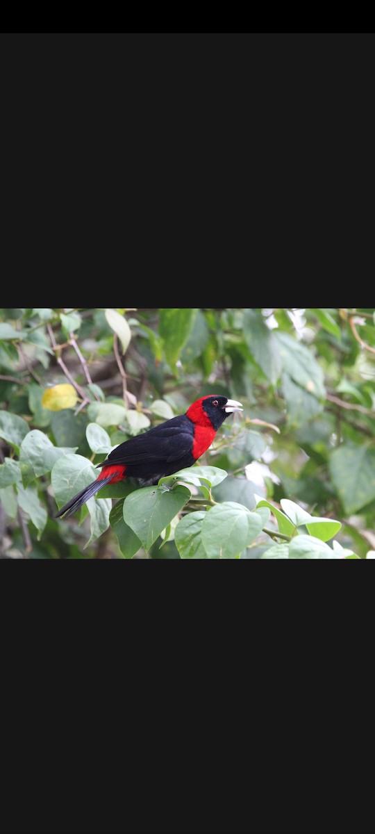 Crimson-collared Tanager - ML620527463