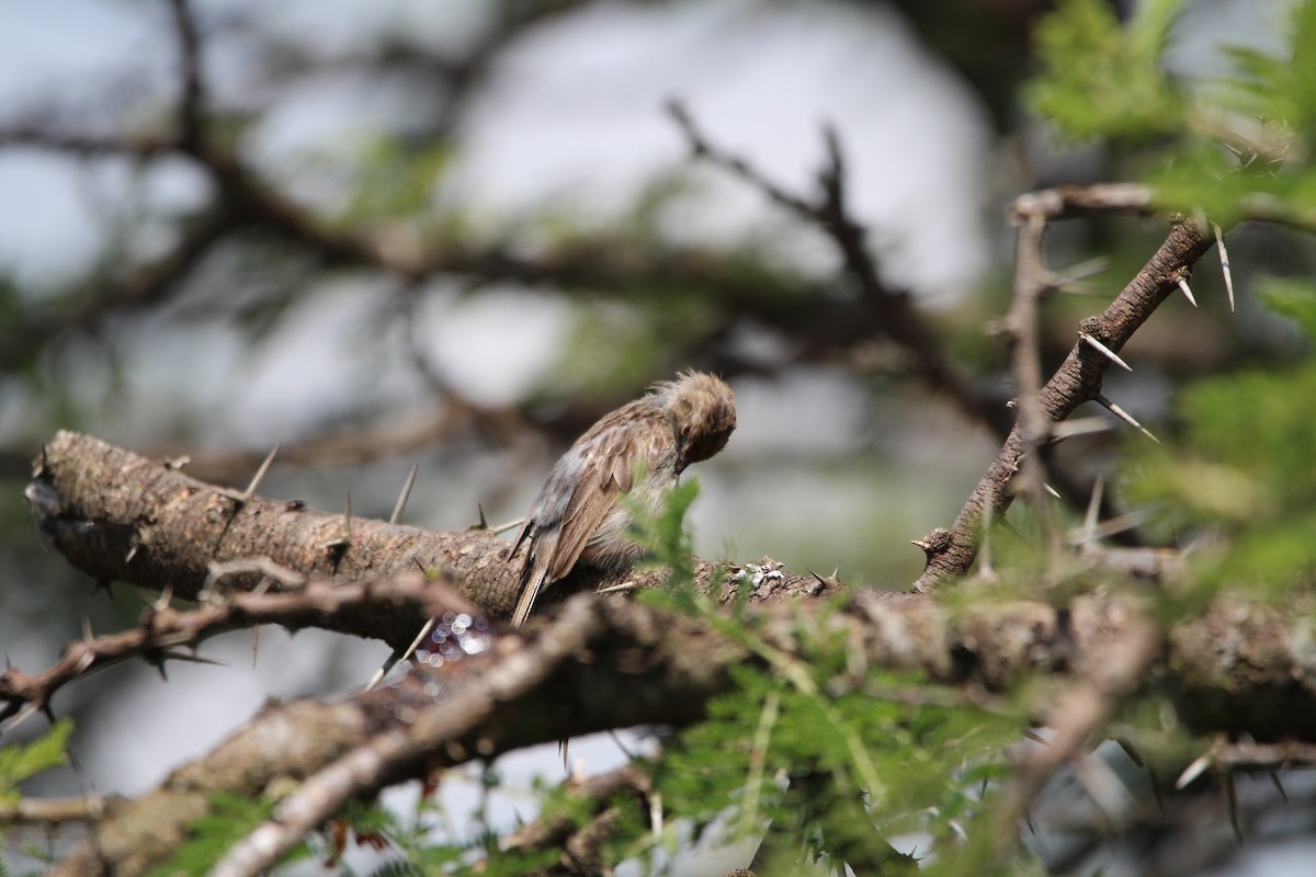 Rattling Cisticola - ML620527464