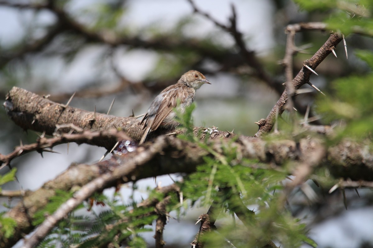 Rattling Cisticola - ML620527466