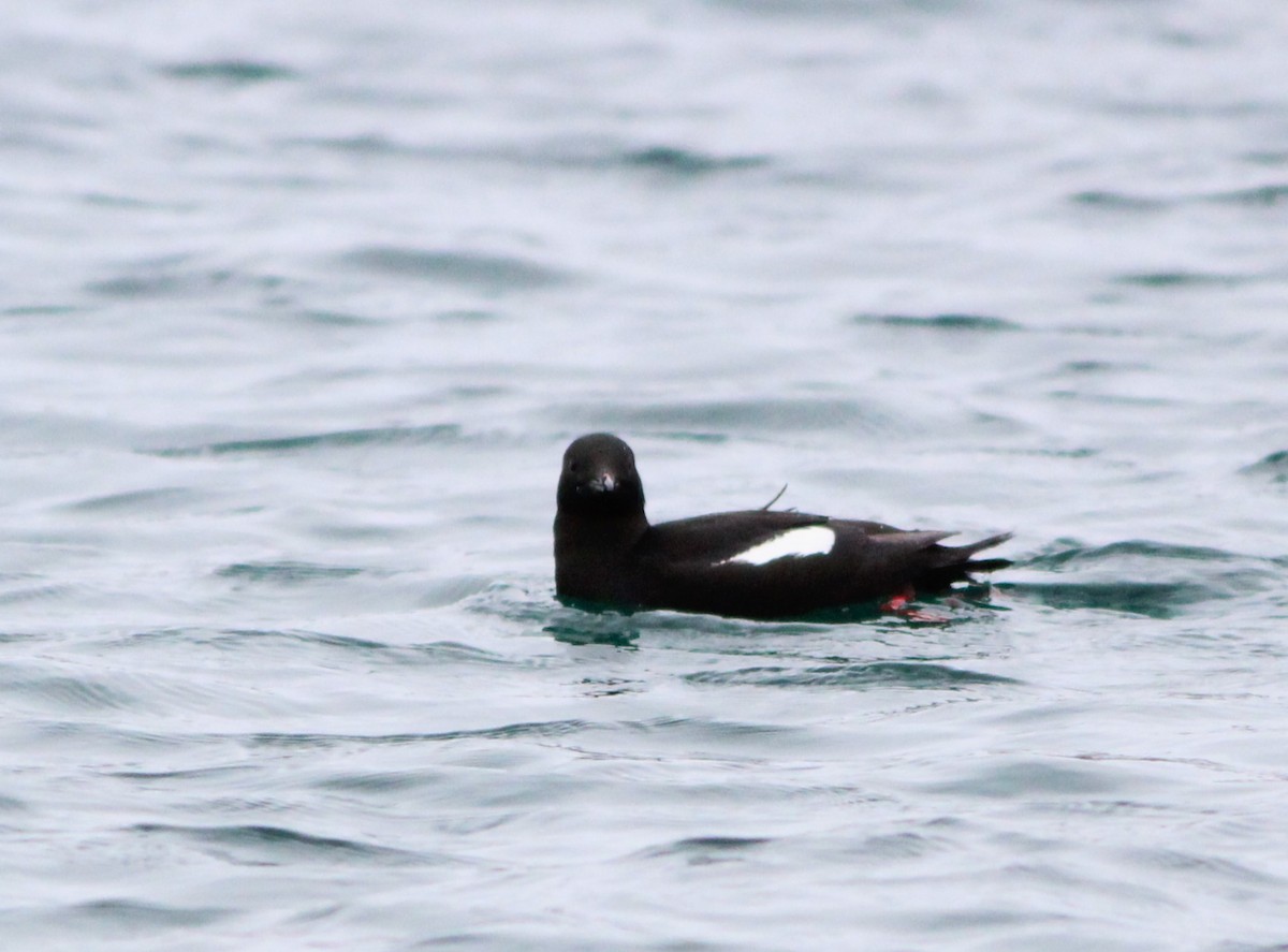 Black Guillemot - ML620527471