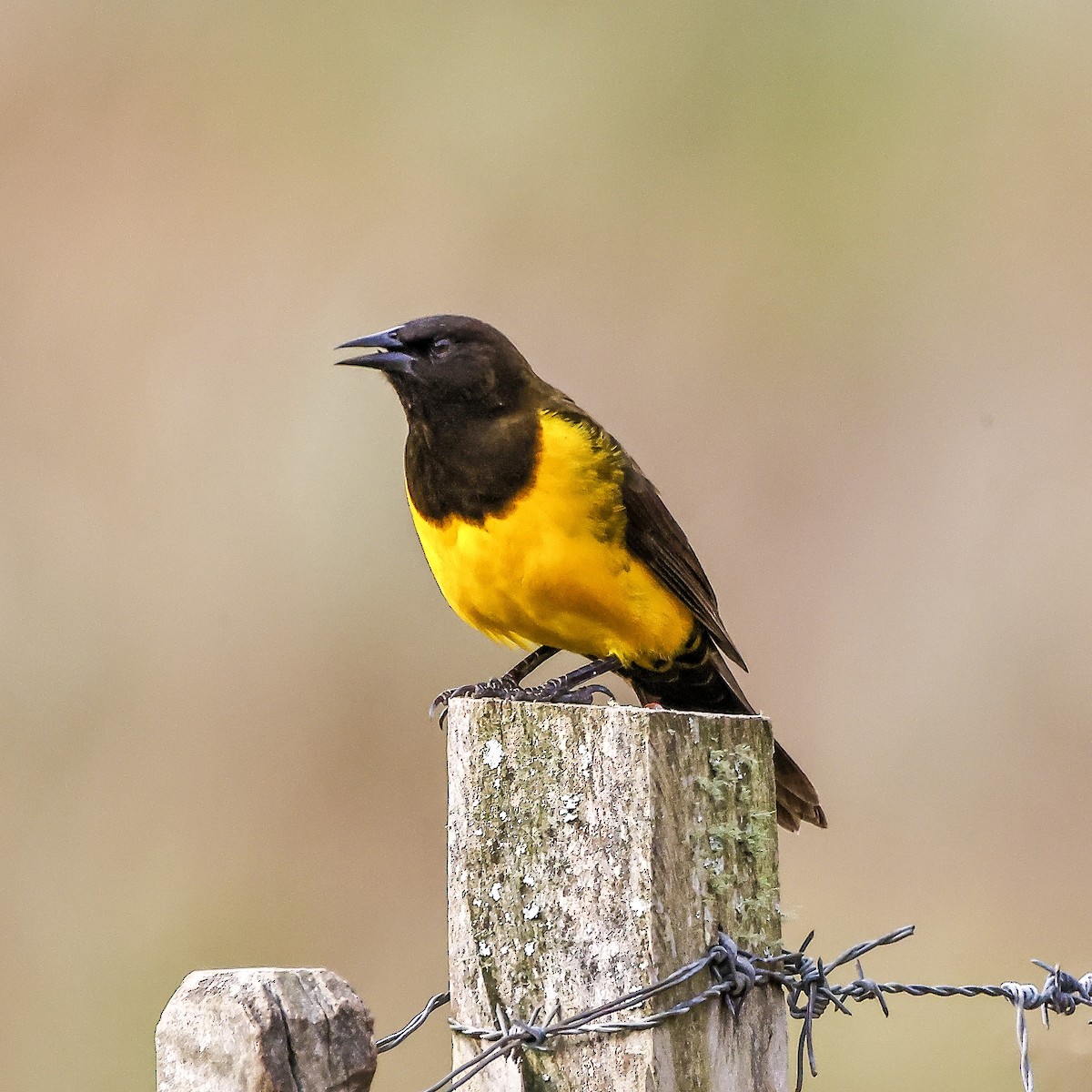 Yellow-rumped Marshbird - Luiz Carlos Bordin