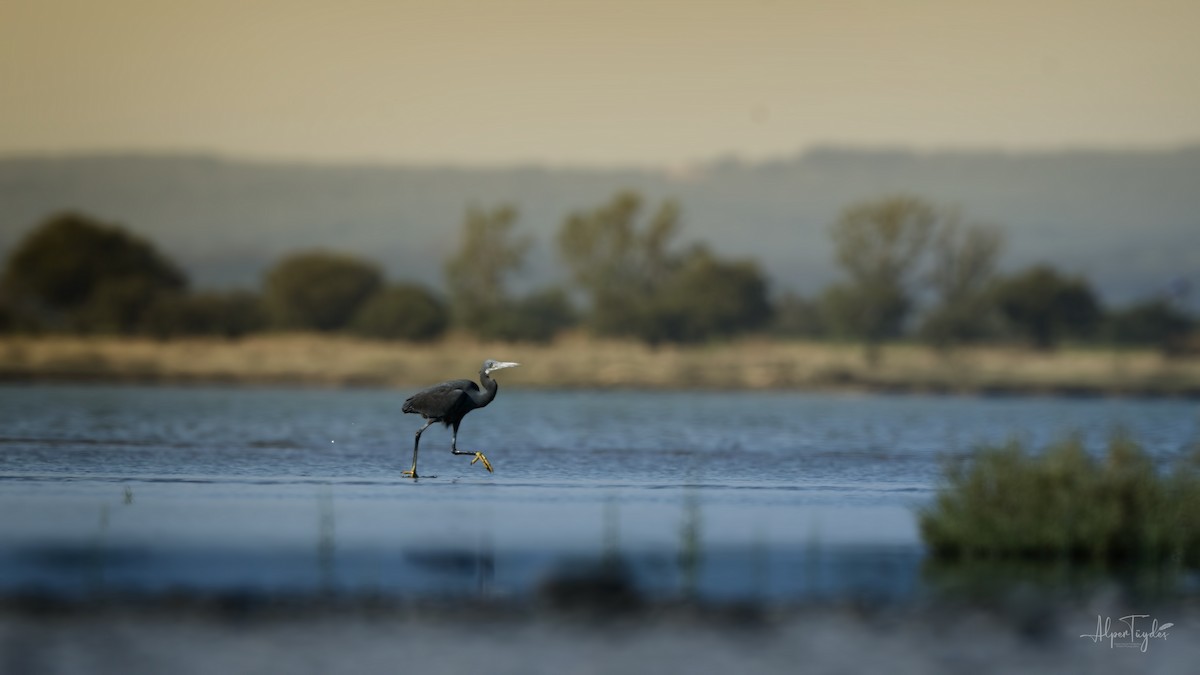Western Reef-Heron - Alper Tüydeş
