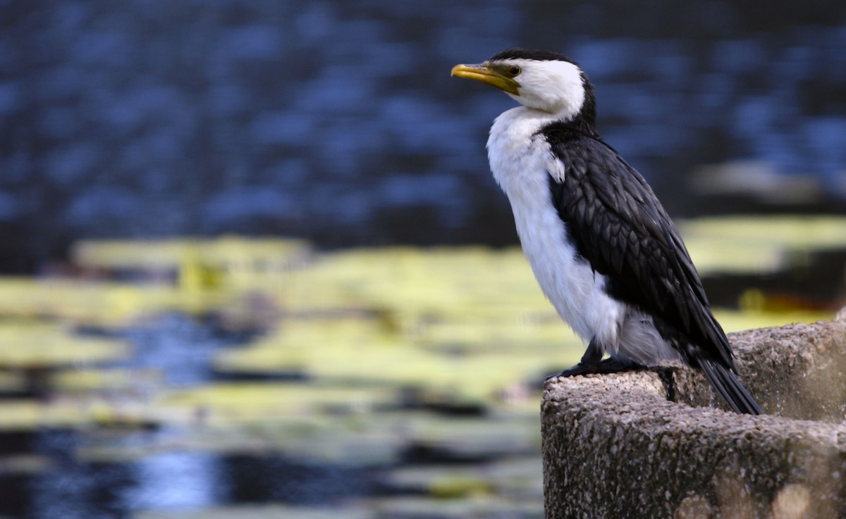 Little Pied Cormorant - ML620527474