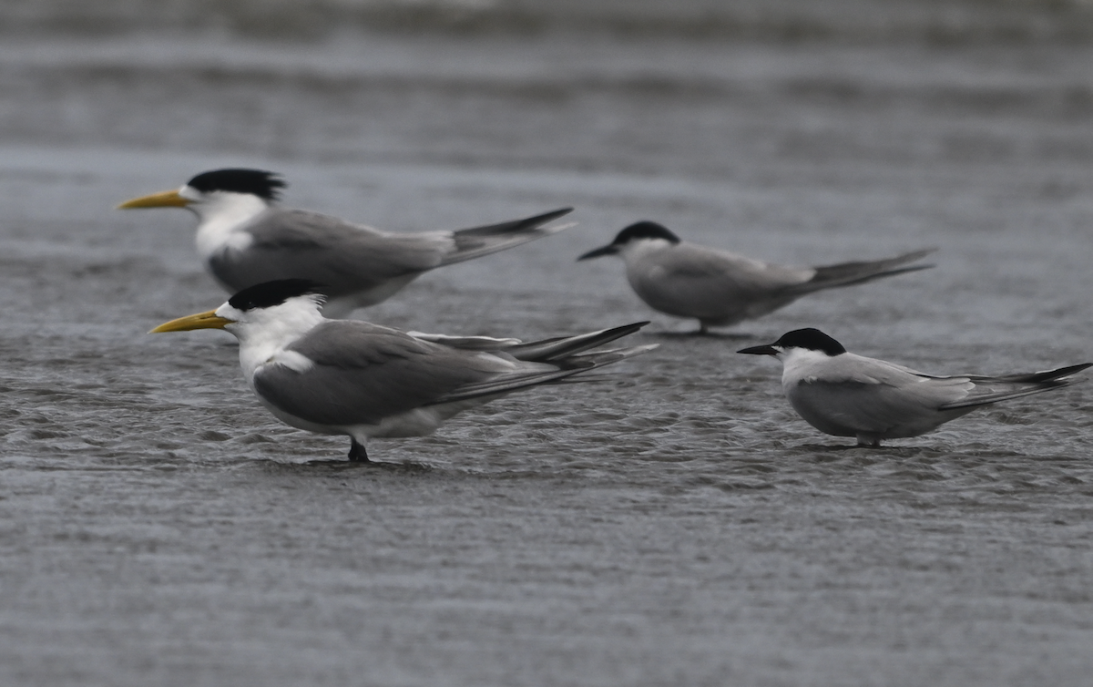 Great Crested Tern - ML620527475