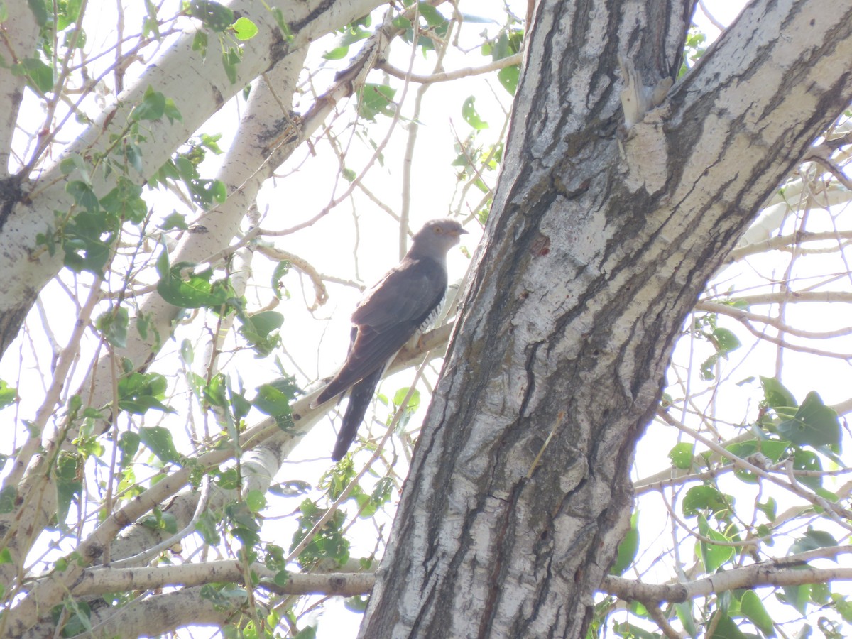 Common Cuckoo - ML620527476