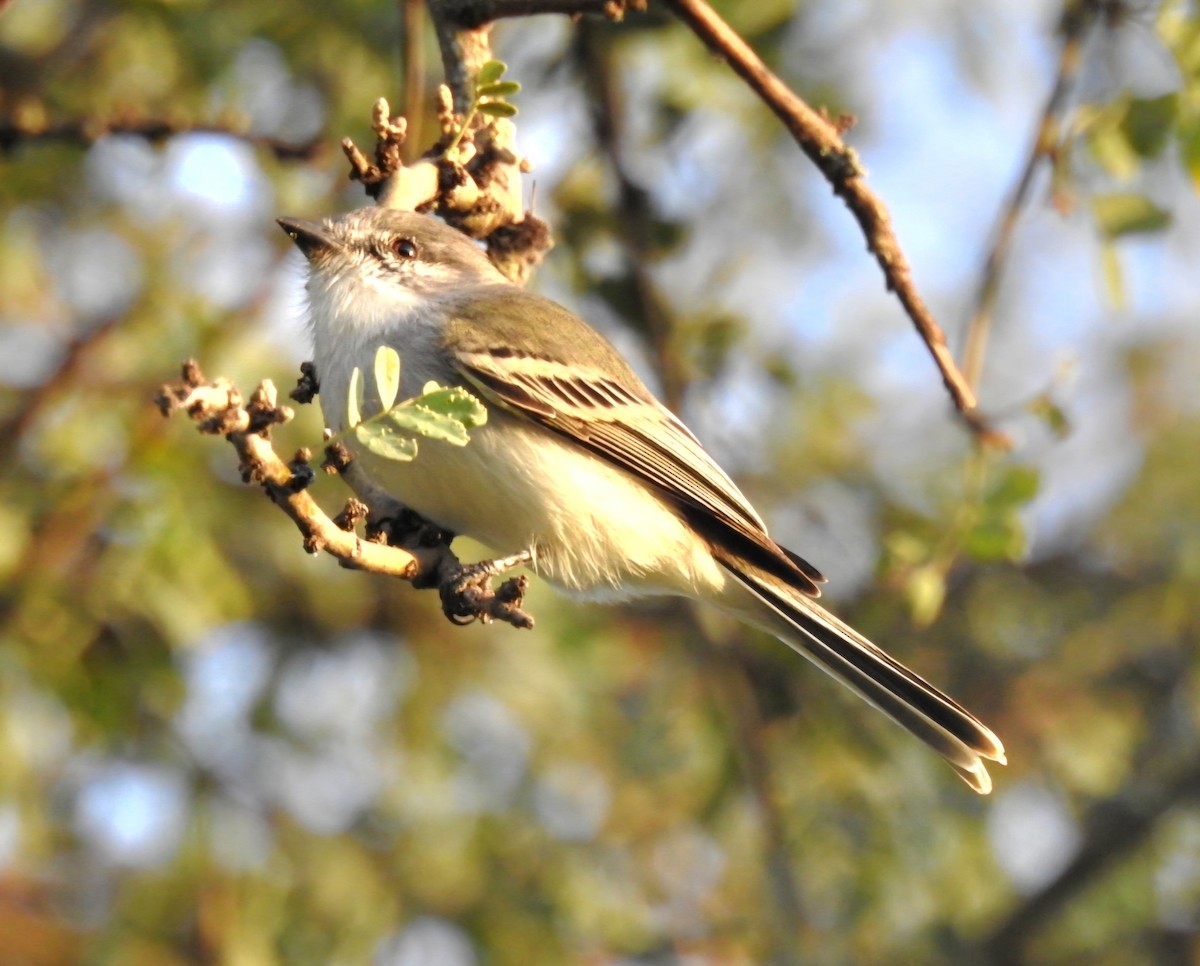 Suiriri Flycatcher - ML620527477