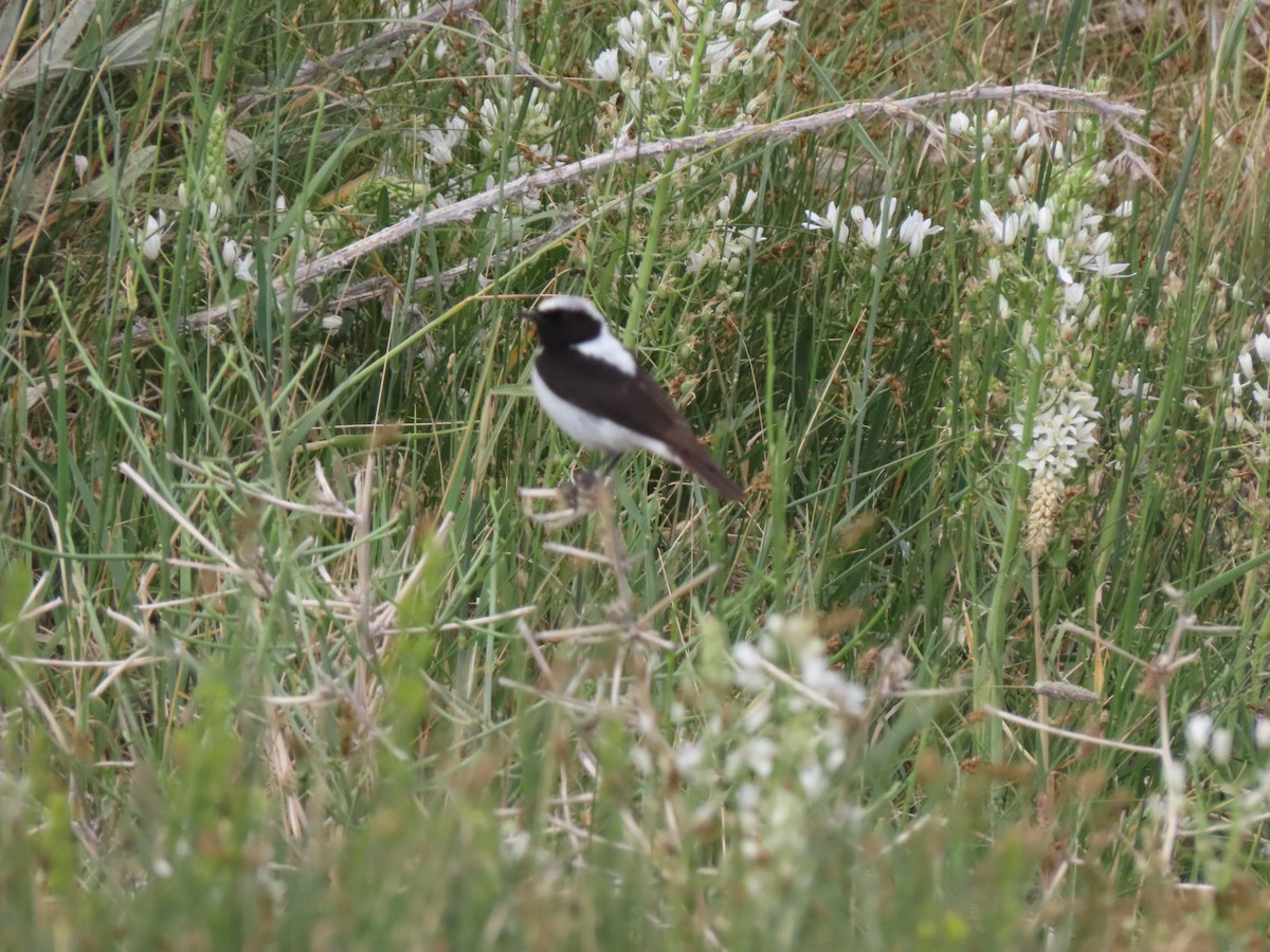 Pied Wheatear - ML620527478