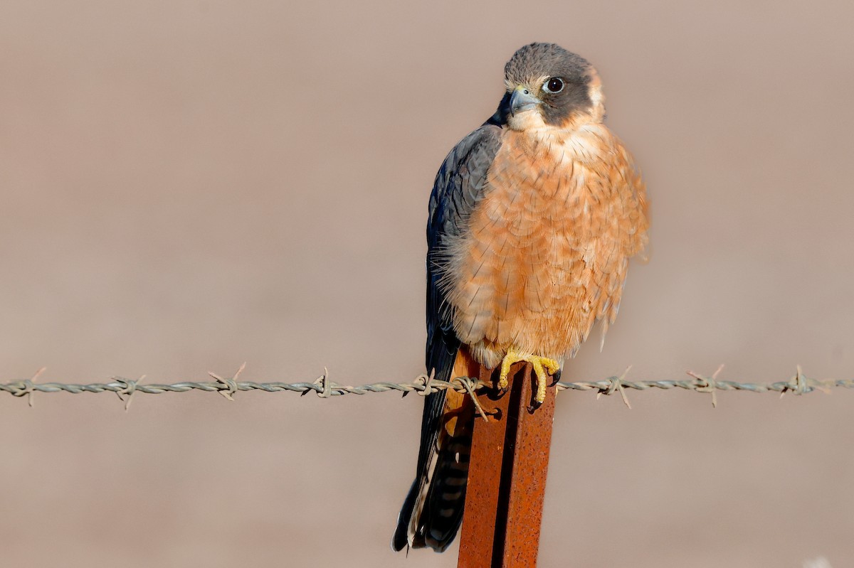 Alcotán Australiano - ML620527480