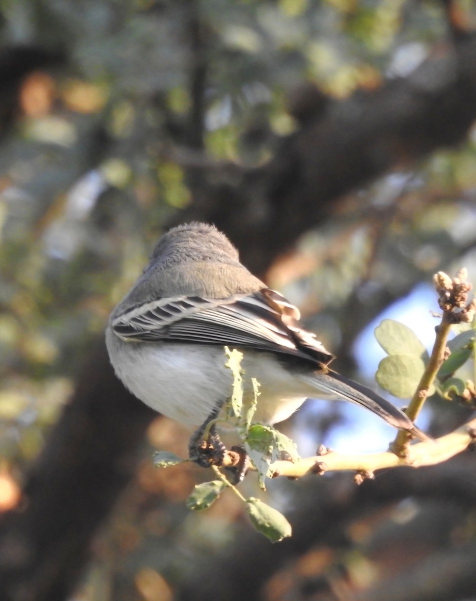 Suiriri Flycatcher - Fernando Muñoz