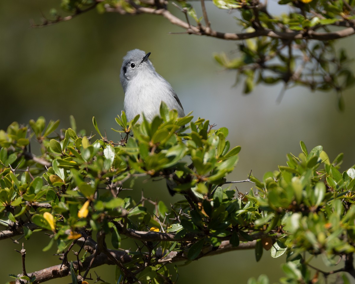 Cuban Gnatcatcher - ML620527487