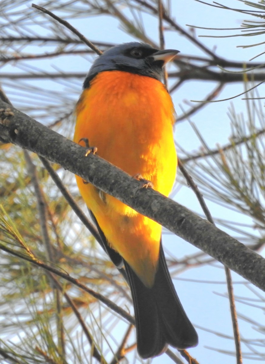 Blue-and-yellow Tanager - Fernando Muñoz