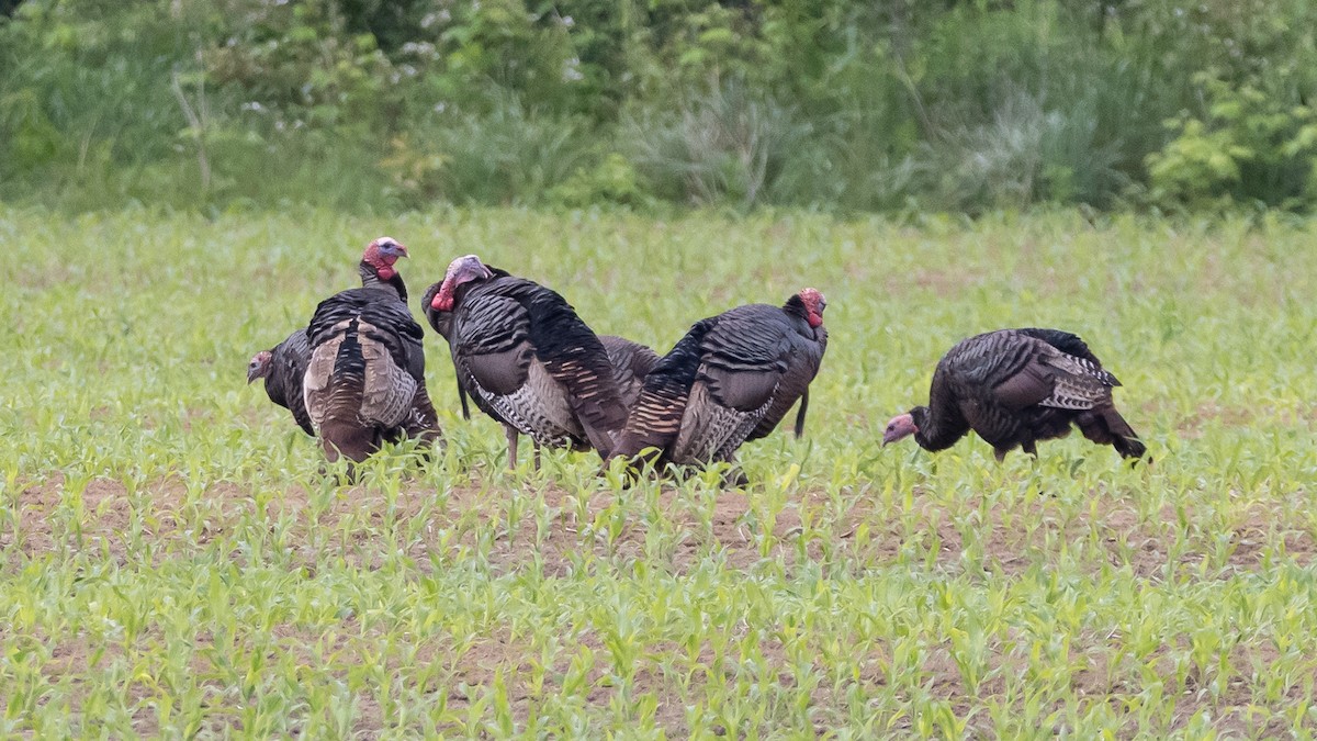 Guajolote Gallipavo - ML620527493