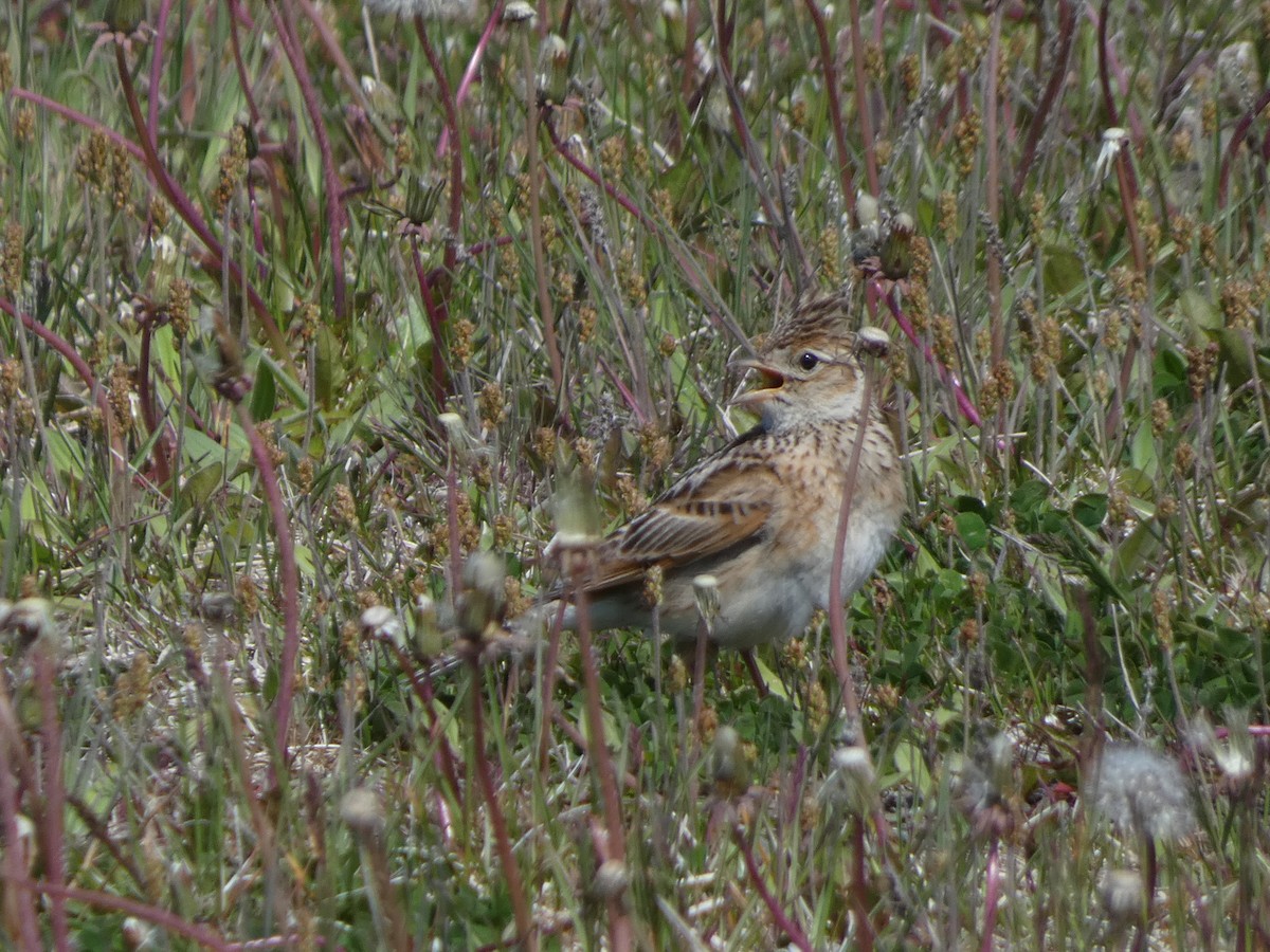 Eurasian Skylark - ML620527494