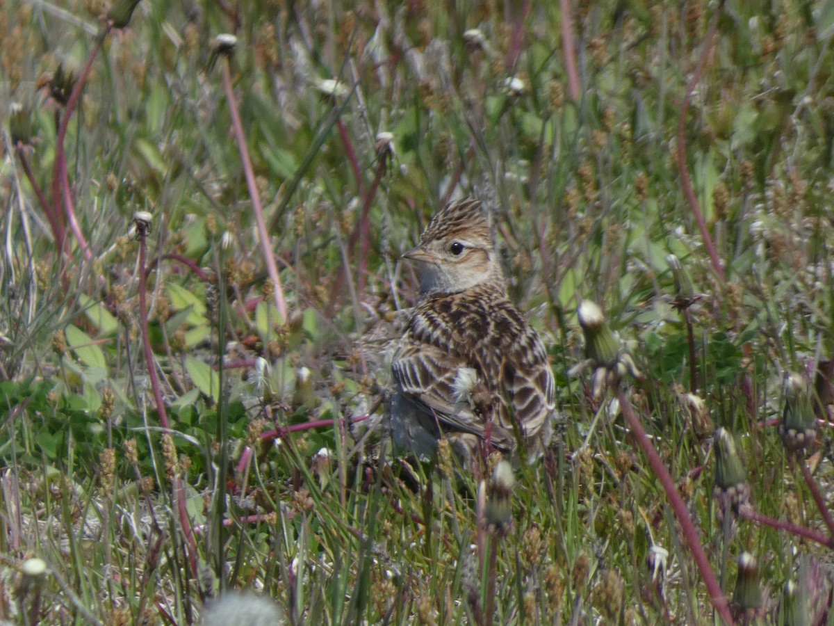 Eurasian Skylark - ML620527498