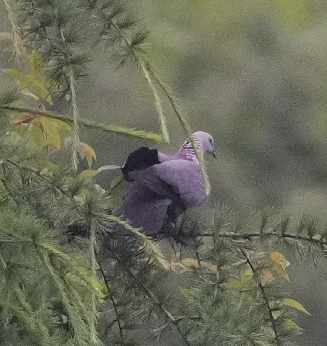 Speckled Wood-Pigeon - ML620527499