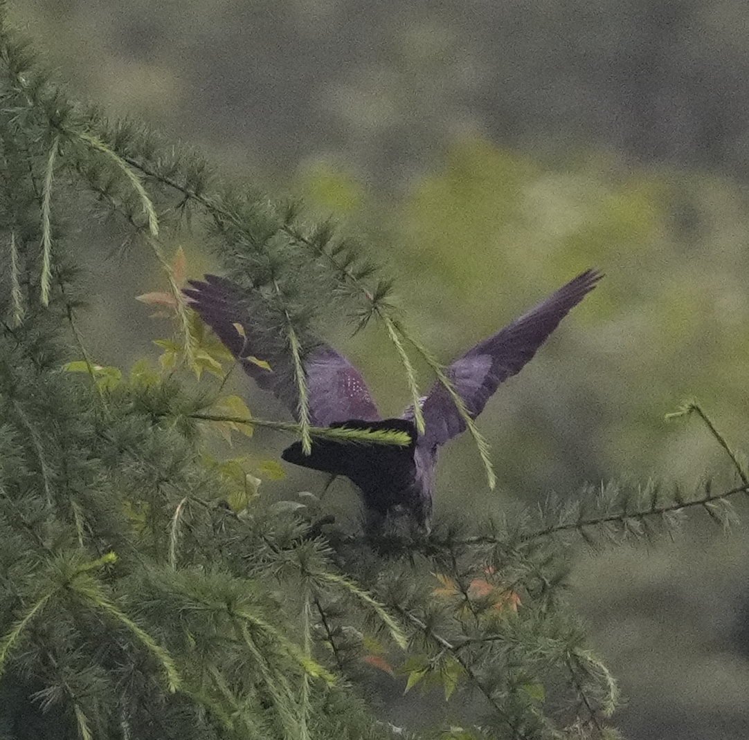 Speckled Wood-Pigeon - ML620527500