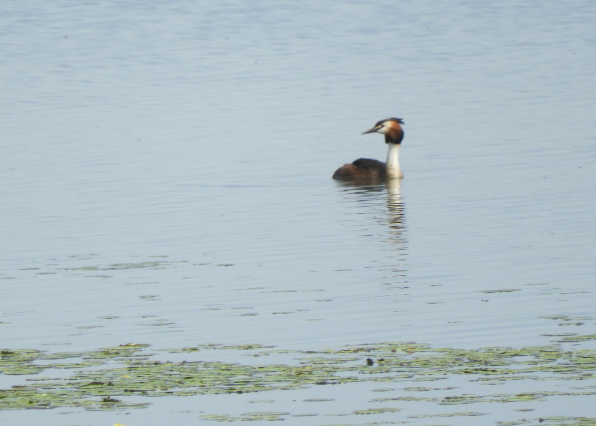Great Crested Grebe - ML620527509