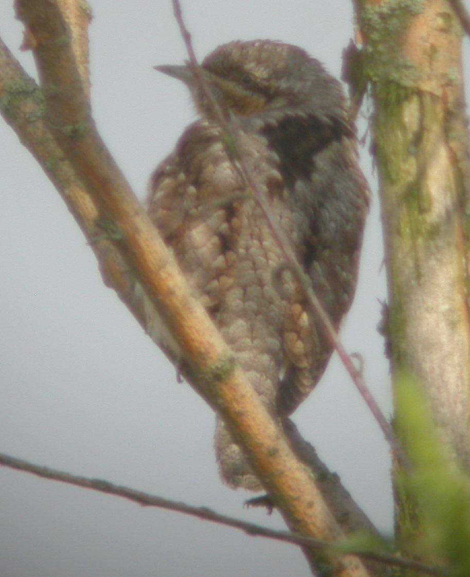 Eurasian Wryneck - ML62052751