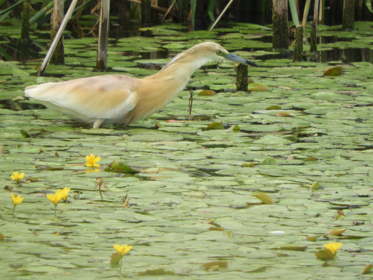 Squacco Heron - ML620527516