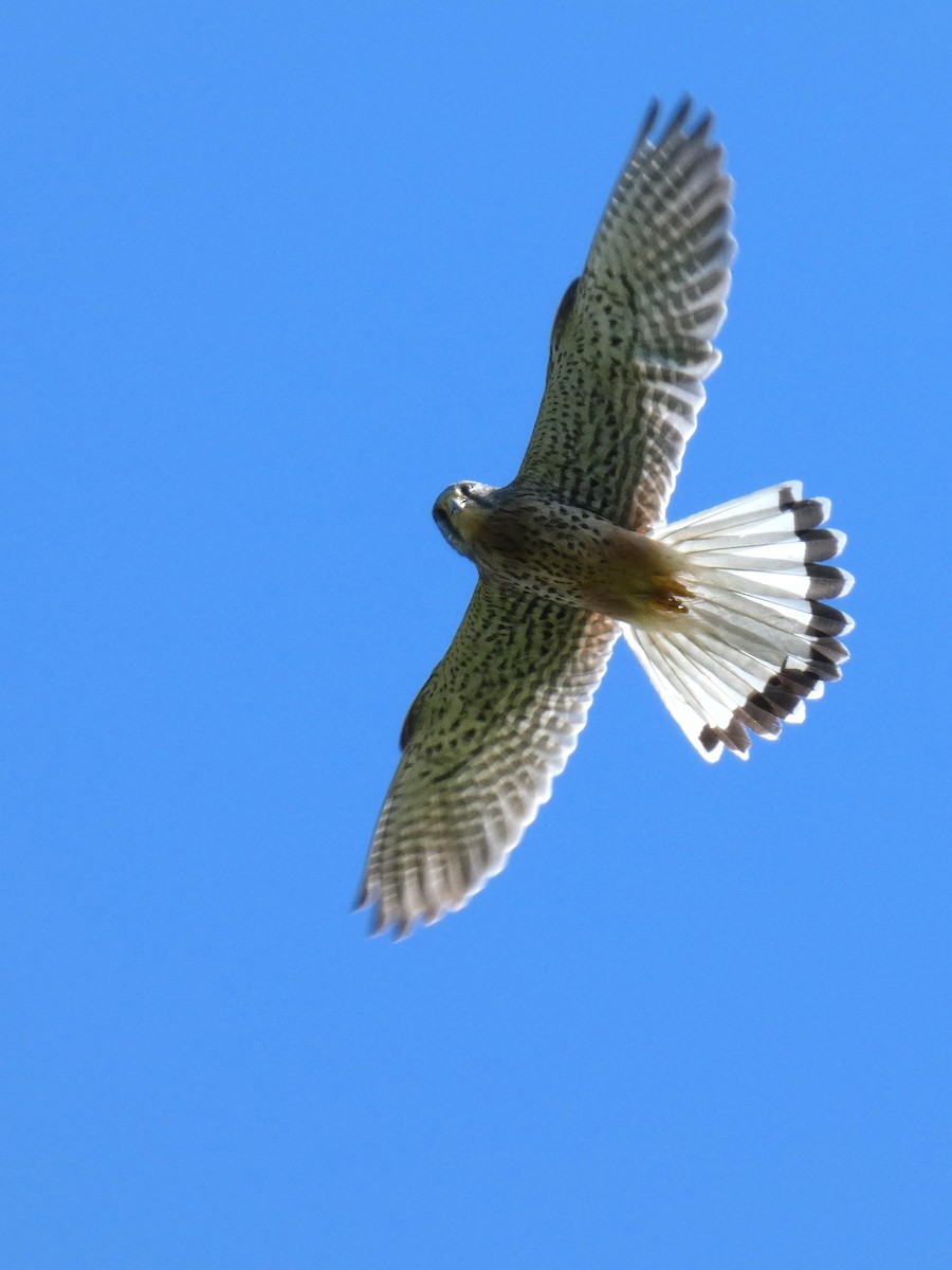 Eurasian Kestrel - ML620527535