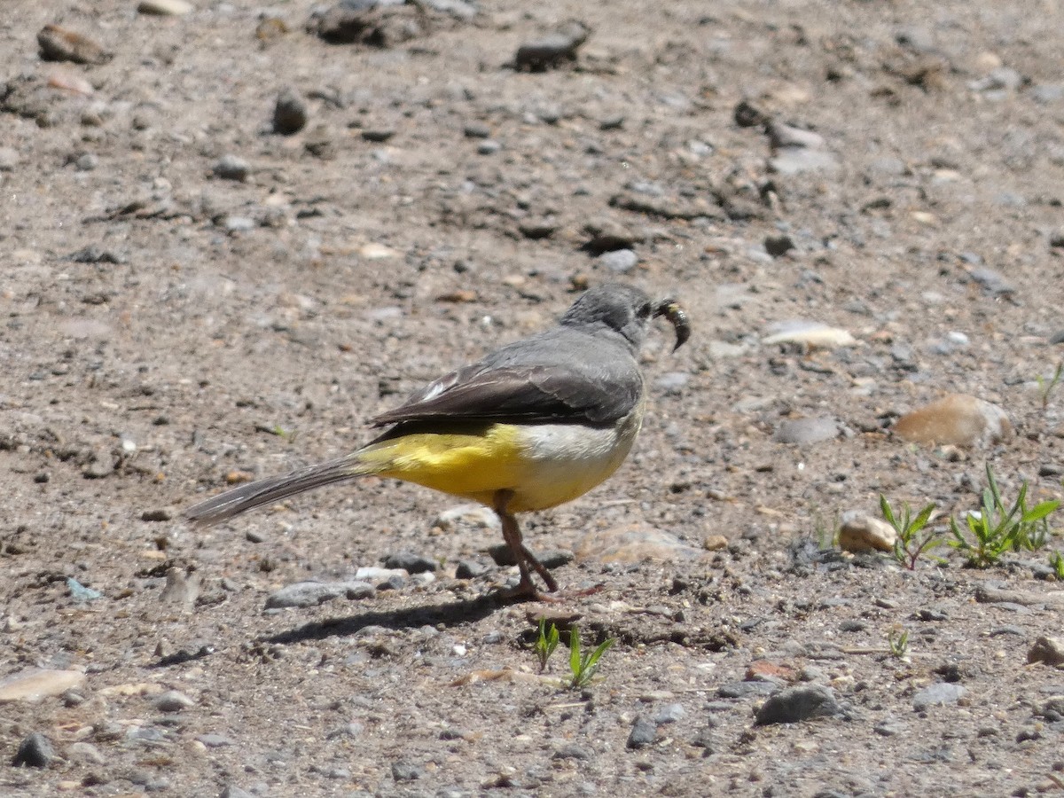 Gray Wagtail - ML620527545