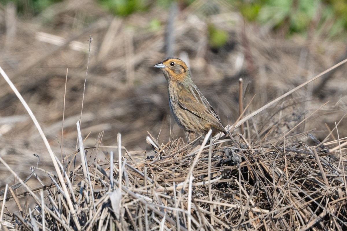 Nelson's Sparrow - ML620527547