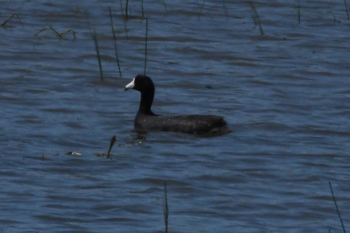 American Coot - ML620527550