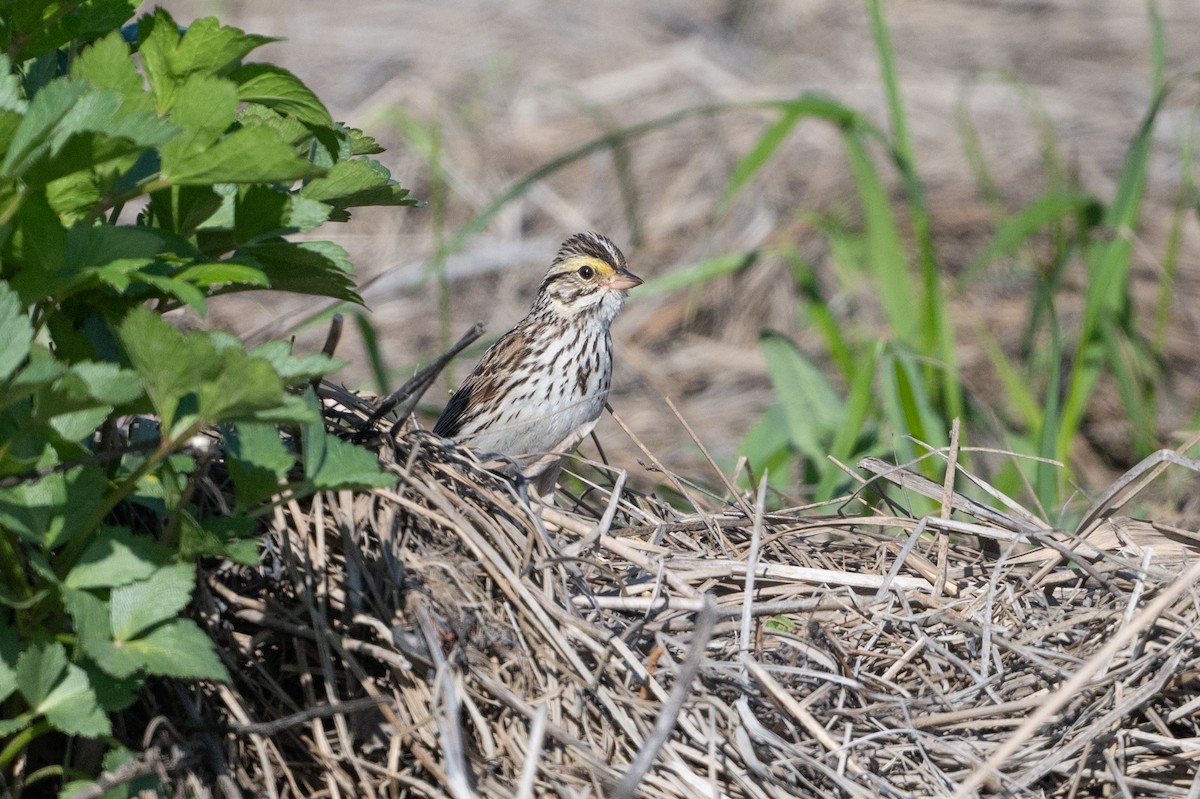 Savannah Sparrow - ML620527551