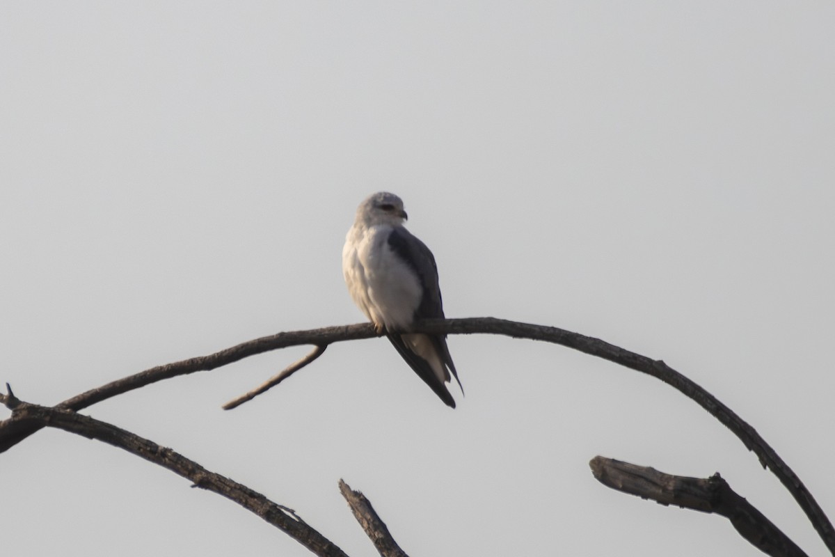 Black-winged Kite - ML620527554