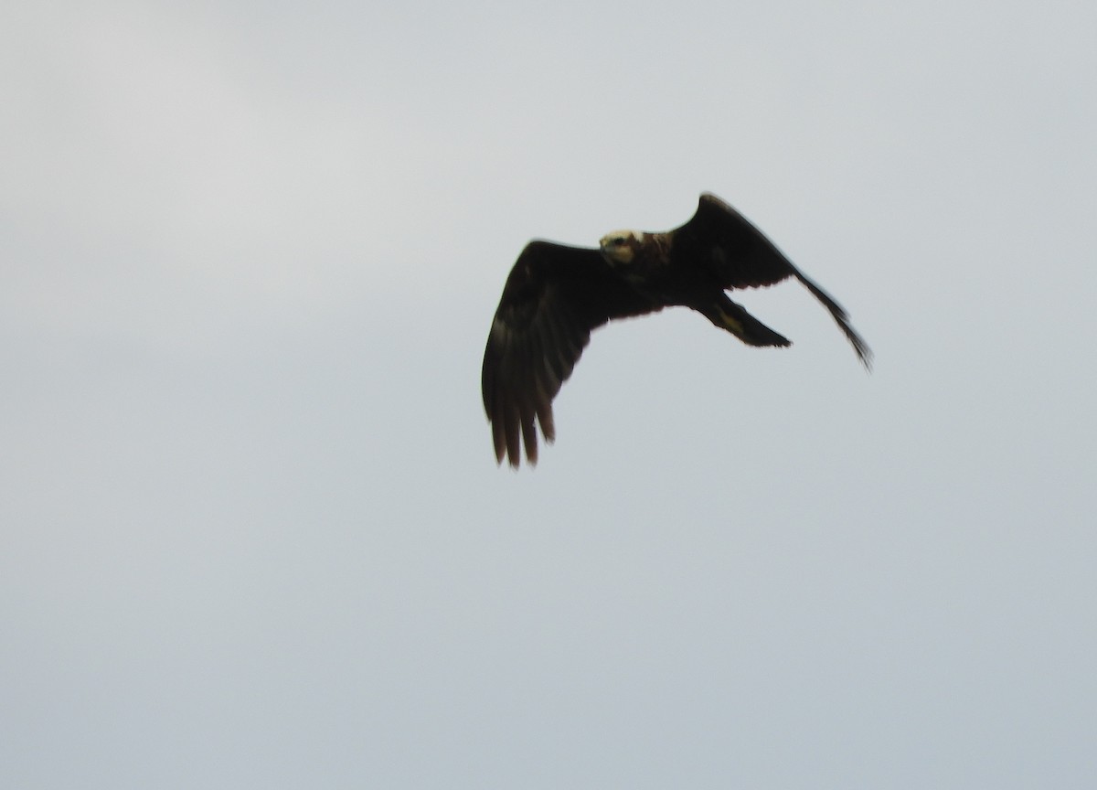 Western Marsh Harrier - ML620527556