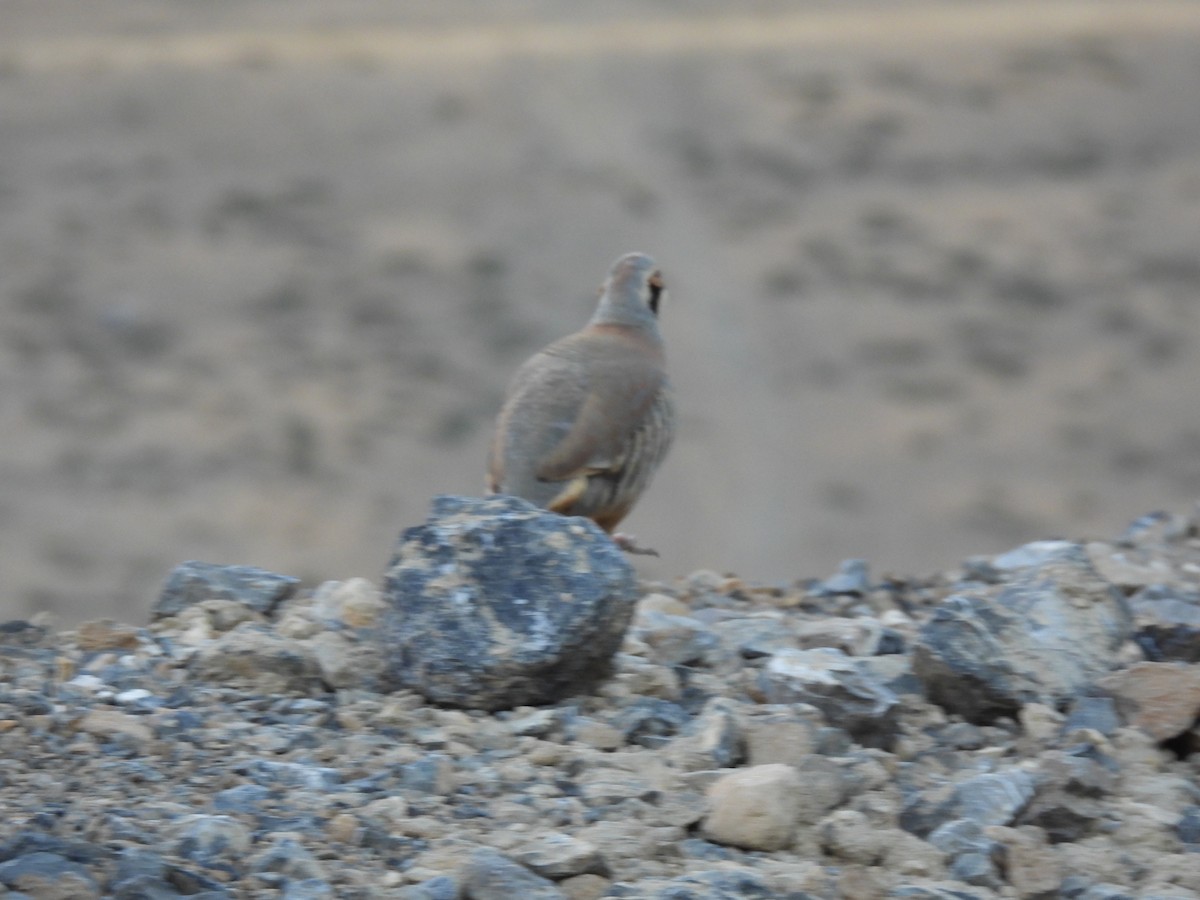 Chukar - ML620527557