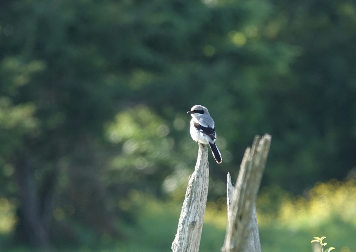 Loggerhead Shrike - ML620527564