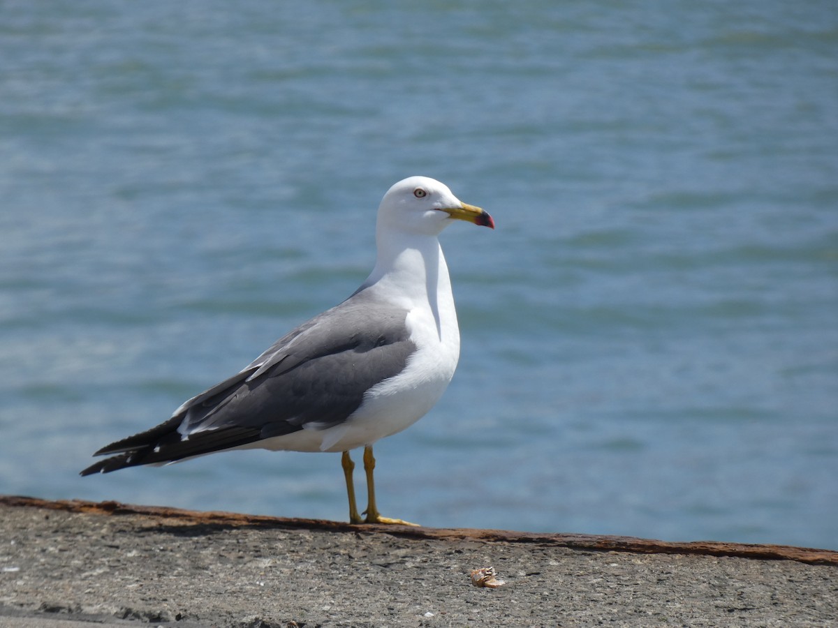 Black-tailed Gull - ML620527567