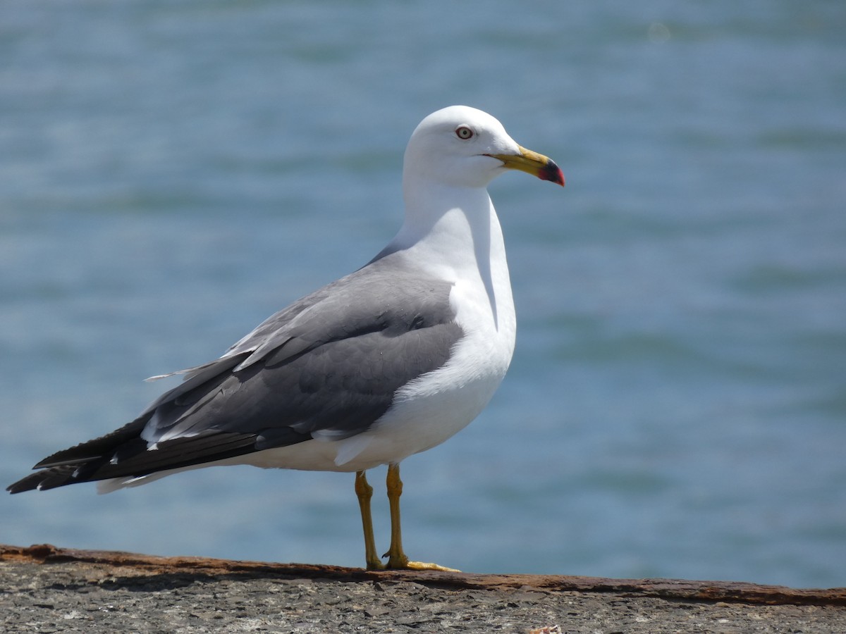 Black-tailed Gull - ML620527569